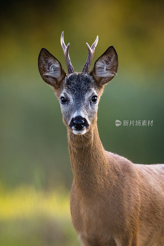 狍子（Capreolus capreolus）